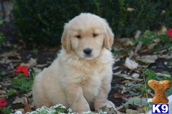 Chance - Golden Retriever Male